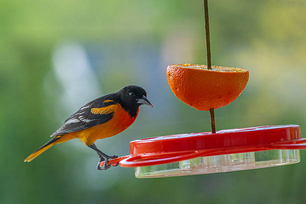 istock Baltimore Oriole perched on feeder with orange and jelly 2254076978