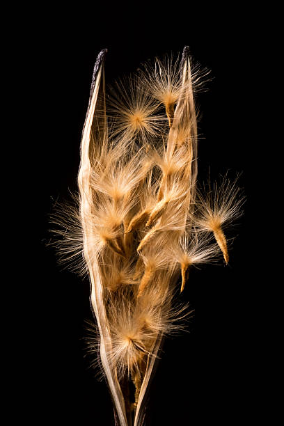 Structure of an open oleander fruit with pod and flying seeds; Nerium Oleander