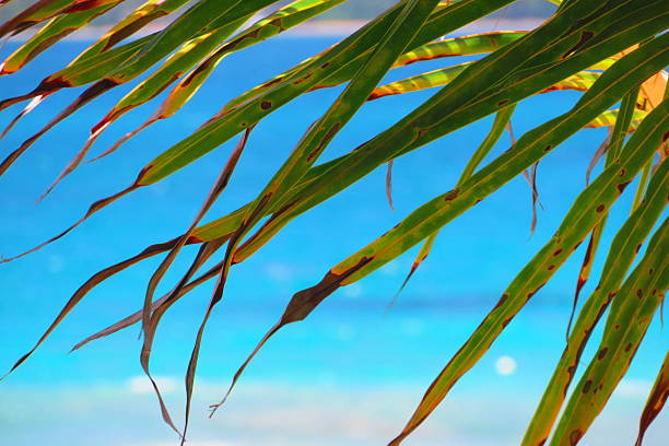 Tropical Scene