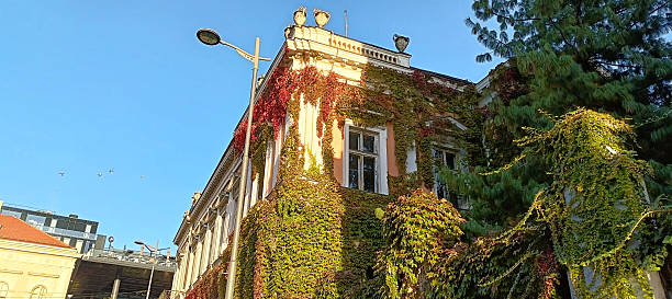 The ivy plant all over an old building in city of Belgrade, Serbia, Europe