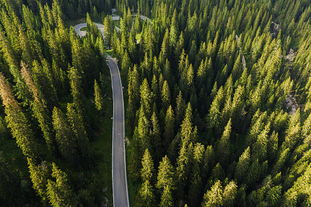 istock Forest Road Winds Through Tall Trees in Natural Area 2254077634