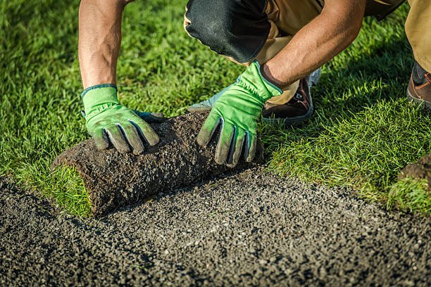 istock Worker Rolls out New Sod on a Lawn in Bright Daylight During Spring Season 2254077873