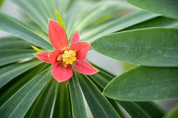 Jamaican Poinsettia