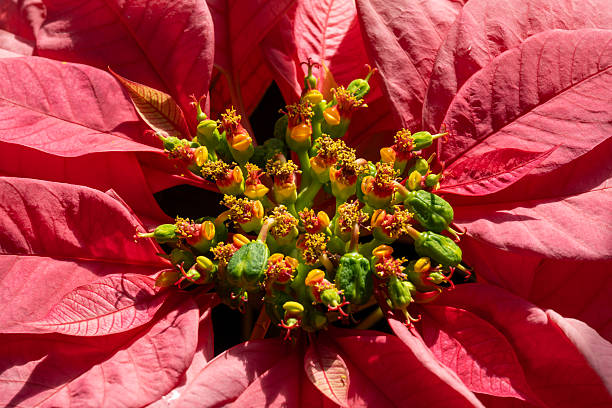 Beauty flower in the forest of my hometown