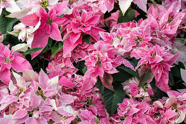 Pink poinsettia