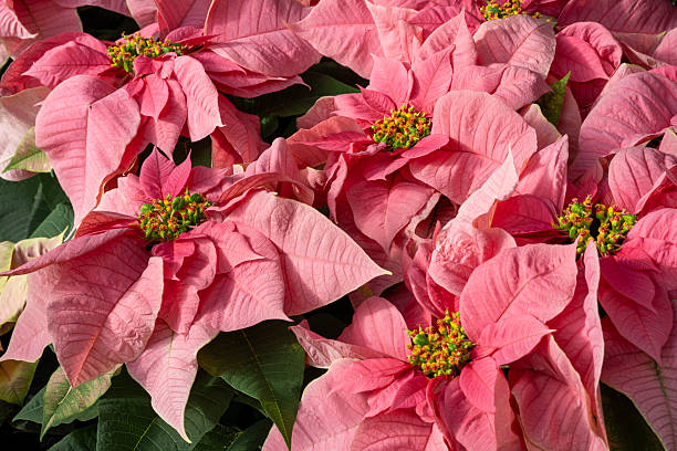 Pink poinsettia