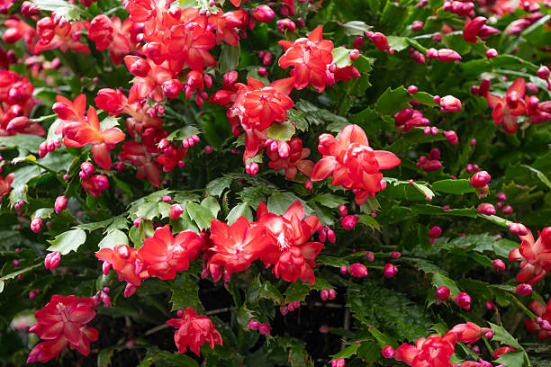 The picture features a Christmas cactus (Schlumbergera) in a charming pot with a polka-dotted upper half and a peach-colored lower half, standing on a windowsill. The cactus displays several vibrant pink flowers and numerous buds amid lush green foliage. Natural light from the window gently illuminates the scene, enhancing the plant's vibrant colors and creating a fresh, lively atmosphere.