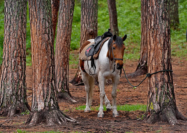 LOW ANGLE VIEW, LENS FLARE: Golden autumn morning horseback riding through forest along beautiful path completely covered with fallen brown leaves and illuminated with first rays of warm sunlight.