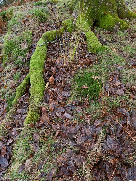 Moss covered tree roots spreading across leaf litter on woodland floor.