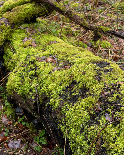 istock Moss covered log resting in a forest during a cloudy day with scattered leaves and branches 2254079758