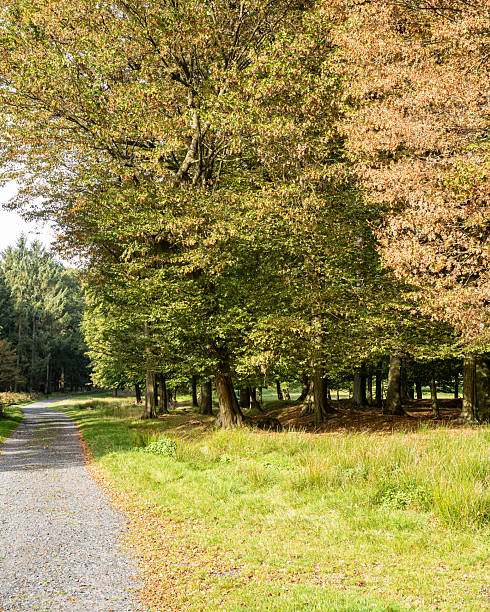 istock Scenic forest path lined with trees showcasing early autumn foliage in a peaceful countryside setting 2254079801