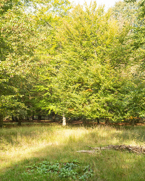 istock Lush green forest filled with sunlight and vibrant trees in a peaceful natural setting 2254079813