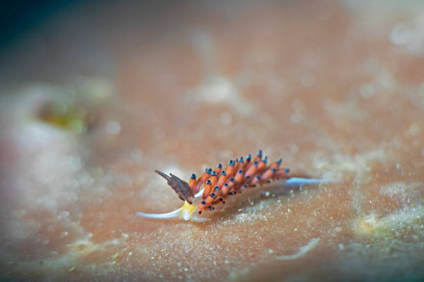 Desirable Flabellina Coryphellina exoptata