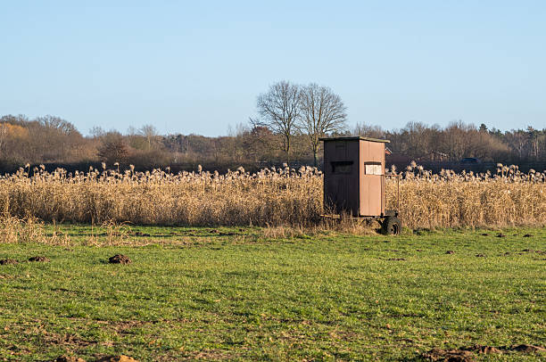 Hunting blind on wheels standing in a field next to a reed bed under clear sky
