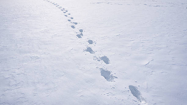 istock Step forward in frosty trail. Snowy step on outdoor path. Steps marks in snowy forest. Winter step along footpath. Step forward in cold snow. Footsteps pattern in winter landscape. 2254081029