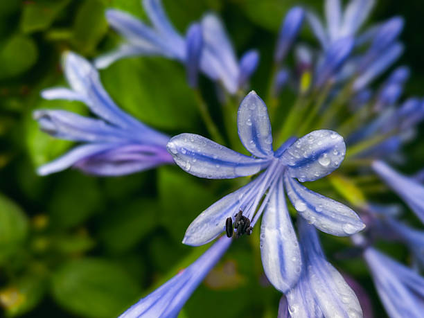 Close-up view of a blooming AGAPANTHUS AFRICANUS flower covered in water droplets after rain. Photographed outdoors in natural light, with a soft focus on the background and a strong detail of the petals and stamens. Taken in Germany on July 27, 2025.