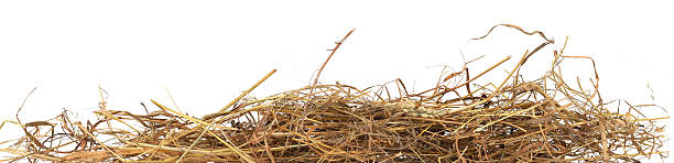 istock Straw pile isolated on white background. 2254081897