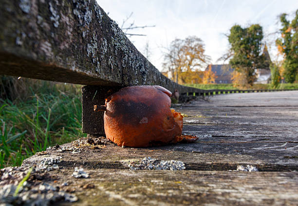 Image taken with a wide angle in Limburg