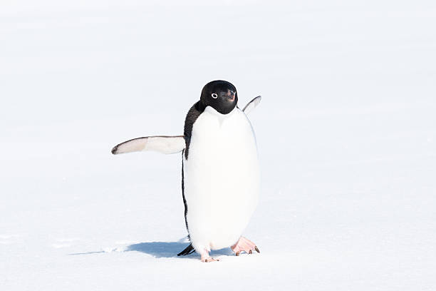 Adelie penguin; Pygoscelis adeliae; Paulet Island; Antarctica; nature; No People; Animals in the wild; black color; white color; flippers; wildlife; day; no people; outdoors; ornithology; standing; Sphenisciformes; Spheniscidae; photography