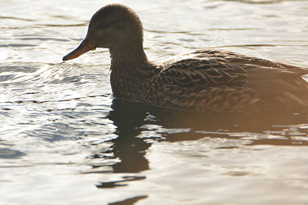 A duck on the lake