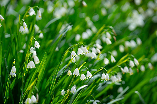 Summer Snowflake flowers, also known as Loddon Lilly flower. Sommer-Knotenblume (Leucojum aestivum)