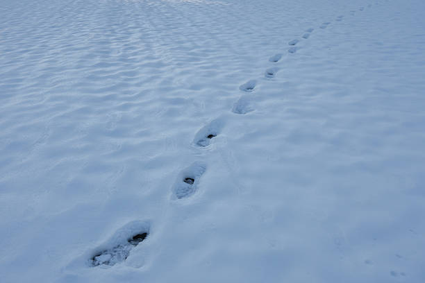 Path in wintry forest with footprints. Footstep pattern on snow. Winter trail. Snowy walkway with foot impressions. Footprints in fresh snow. Winter path