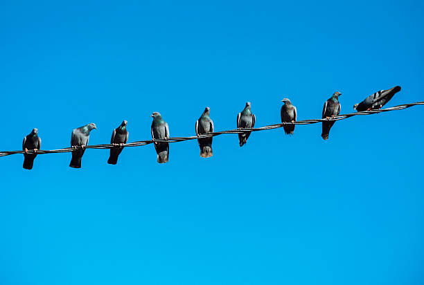 A calm scene of pigeons perched along a single wire, set against a vivid blue sky. Urban birds share a quiet moment, showcasing group behavior in Pushkar, India.