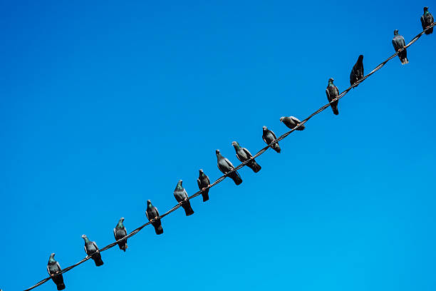 istock Pigeons Perched Along a Diagonal Wire in Sky 2254086745