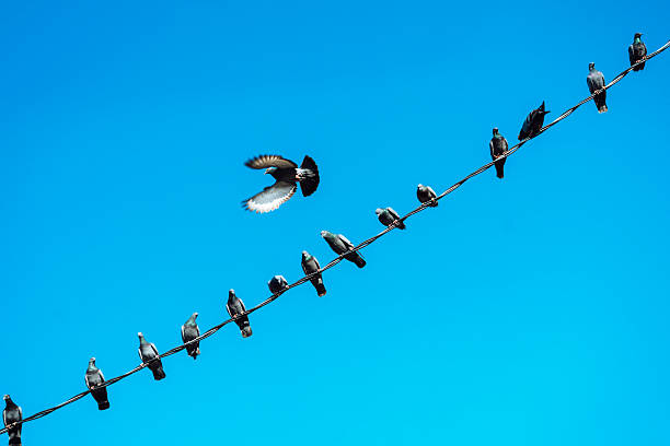 istock Pigeons On Power Line Against Clear Blue Sky 2254086761