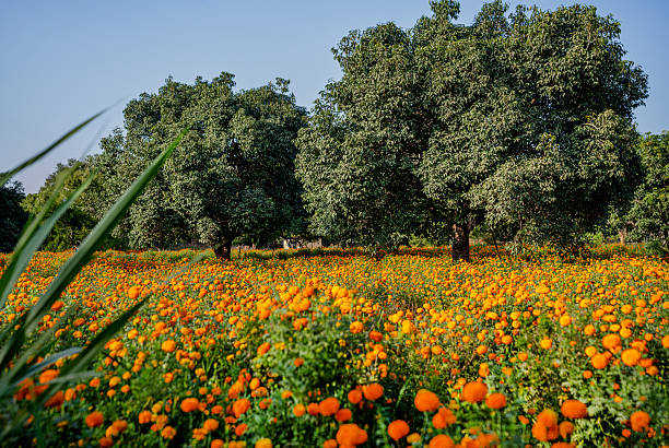 Vibrant orange marigold flowers blanket a sunlit field behind lush trees in Pushkar, India, creating a lively rural landscape. The scene evokes warmth, growth, and seasonal harvest in a peaceful countryside setting.