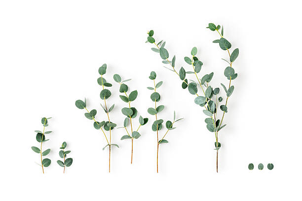 istock Eucalyptus branches photography isolated on white background 2254087859