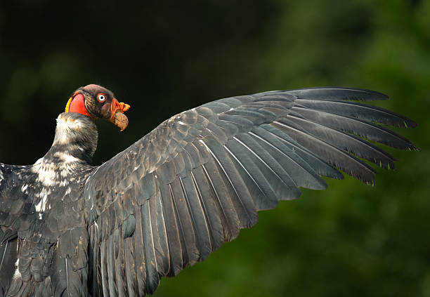 Picture of two California Condor in the Grand Canyon, USA during spring.