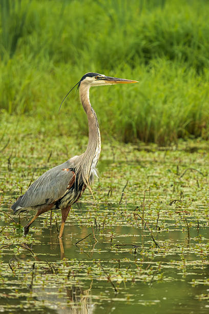 istock Great blue heron wading in shallow water 2254089127