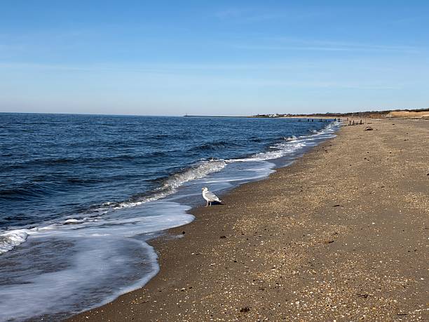 istock Sandy Shoreline With Waves And Seagull 2254090187