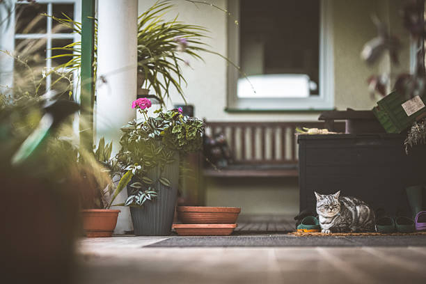A beautiful tabby cat is resting on a porch in front of a bench and some potted plants, looking relaxed