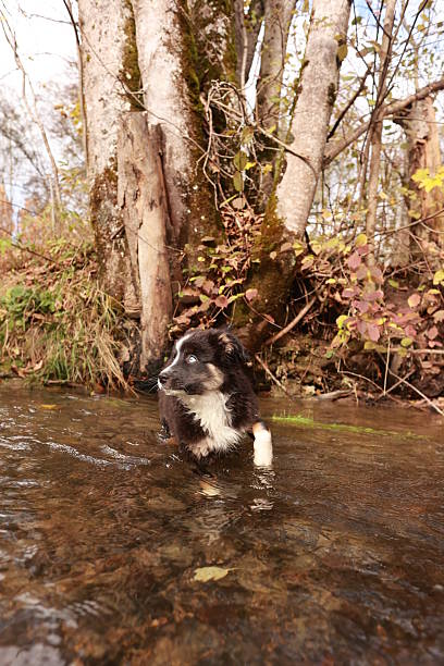 istock A dog is standing in a stream of water 2254091529
