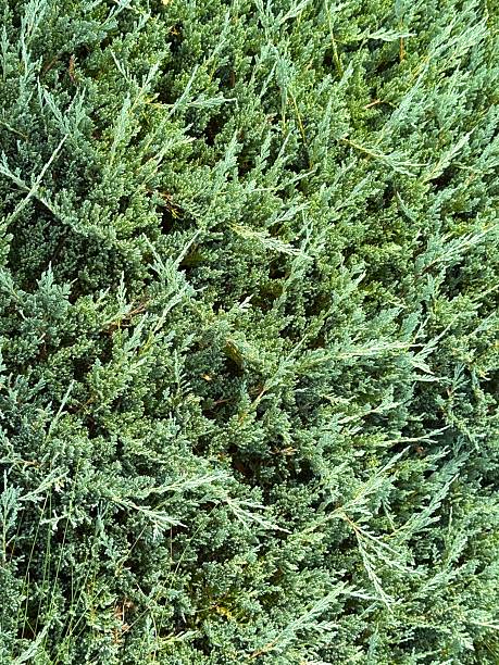 istock Close-up of green coniferous tree branches 2254091567