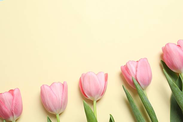 istock Beautiful fresh tulips on color background 2254092275