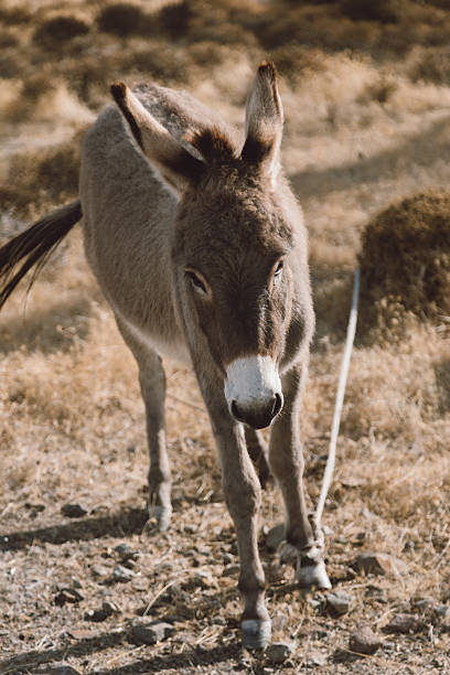 A calm and realistic outdoor scene of a donkey standing still while tied with a rope in a dry countryside environment, waiting patiently for its owner, photographed in natural daylight with earthy tones, sparse vegetation, and a rural background, symbolizing traditional animal keeping, rural life, patience, and quiet moments in nature