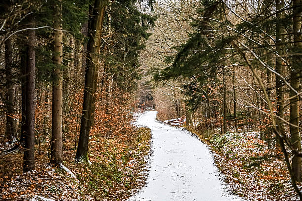 A serene winter scene unfolds on a narrow, snow-covered trail winding through a forest of tall trees, some evergreen and others bare