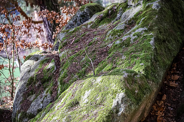 istock Moss-covered rocks in a forest setting with dappled sunlight and autumn foliage 2254094483