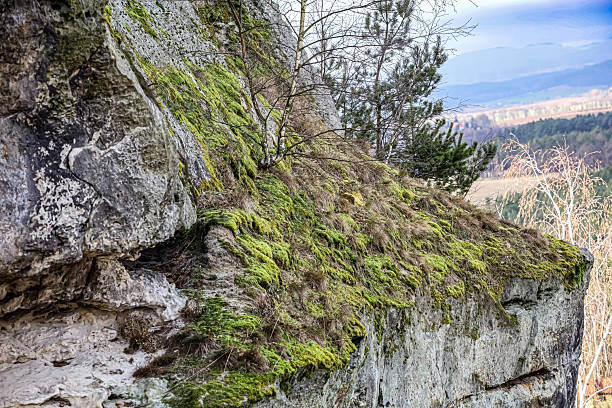 A detailed view of a rugged, moss-covered rock formation with sparse trees growing on its slope, overlooking a hazy valley below