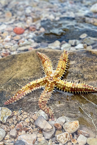 istock Starfish rests peacefully on a rocky shore near calm waters during a tranquil afternoon by the beach 2254094812