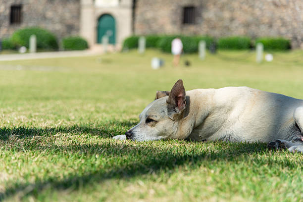 Close-up of a light-colored dog lying peacefully relaxing on green grass, partially shaded by a tree on a sunny day.