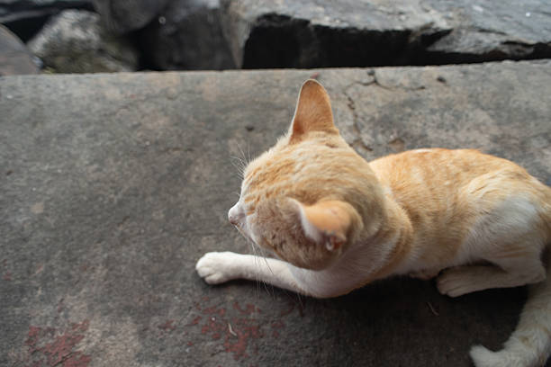 Domestic cat with yellow and white fur lying relaxed on a concrete surface with a lit background.