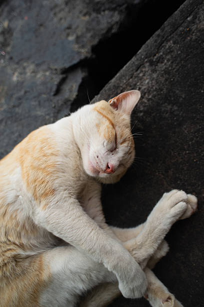 closeup of a cat, animal pet cat