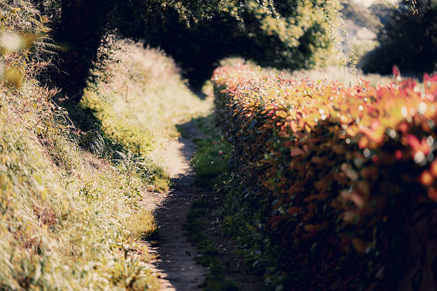 Telephoto view of a narrow dirt path on Camino de Santiago Primitivo, sunlit hedgerow and wild foliage in warm autumn color, shallow depth of field, bokeh, copy space