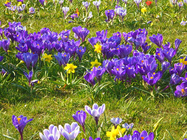 istock Purple crocuses blooming on an urban lawn in spring 2254098621
