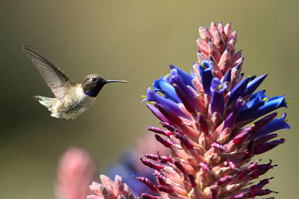 istock Black-chinned Hummingbird 2254098670