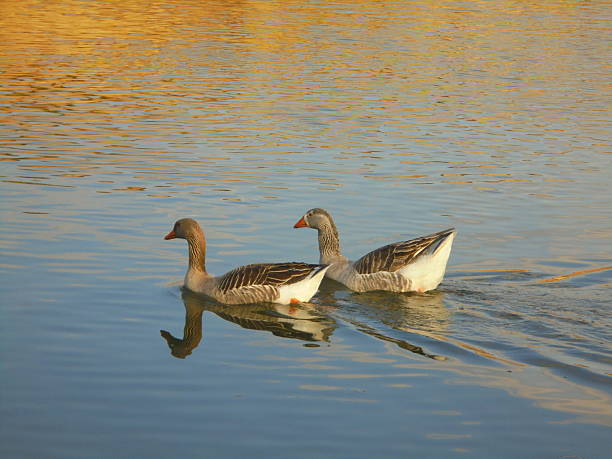 Two wild geese swim across a tranquil river on a sunny spring day, leaving gentle ripples and reflections on the calm water.
